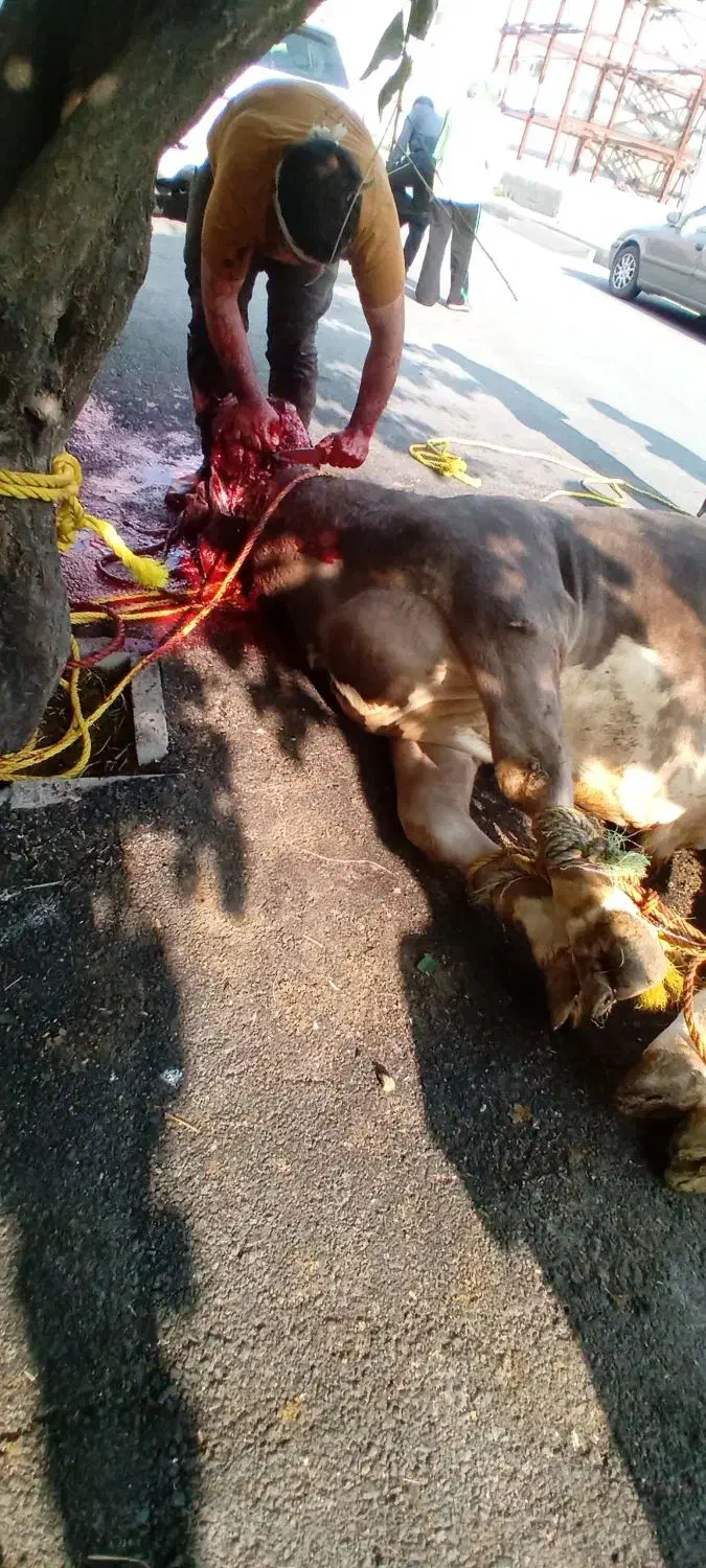 ذبح سلاخی گاو گوسفند|خدمات پذیرایی، مراسم|خوی, |دیوار