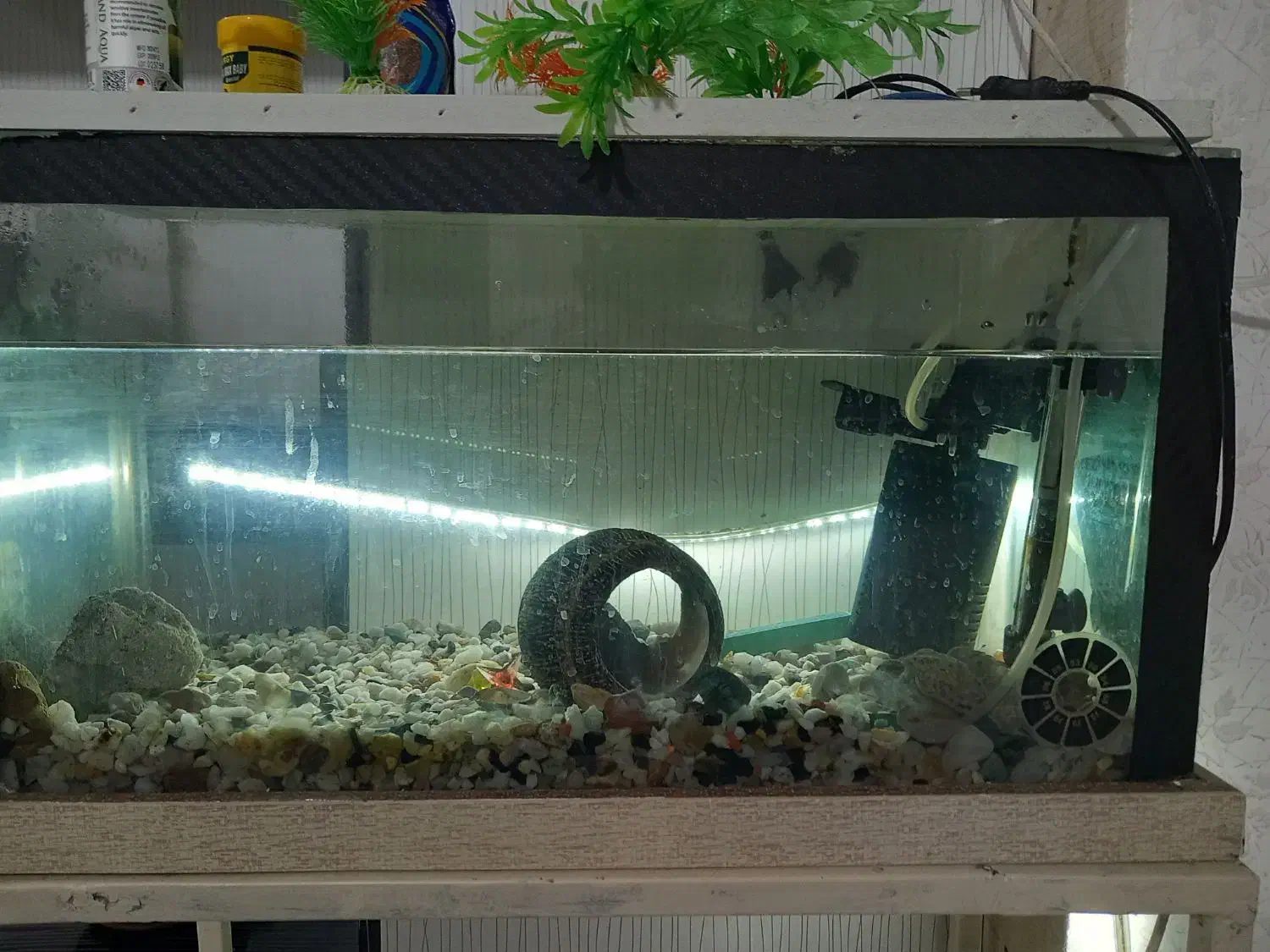 یک عدد آکواریوم|ماهی|سیاهکل, |دیوار