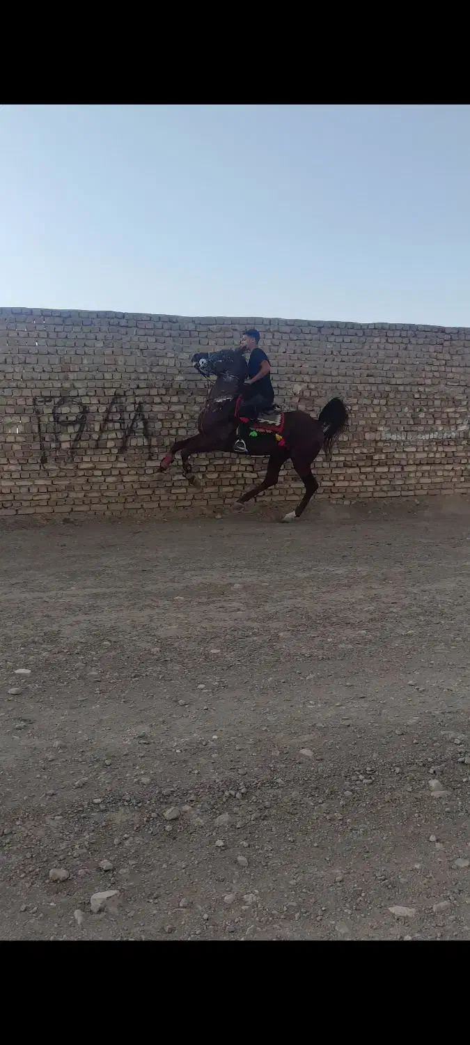 اسب|اسب و تجهیزات اسب‌سواری|تهران, آرژانتین|دیوار