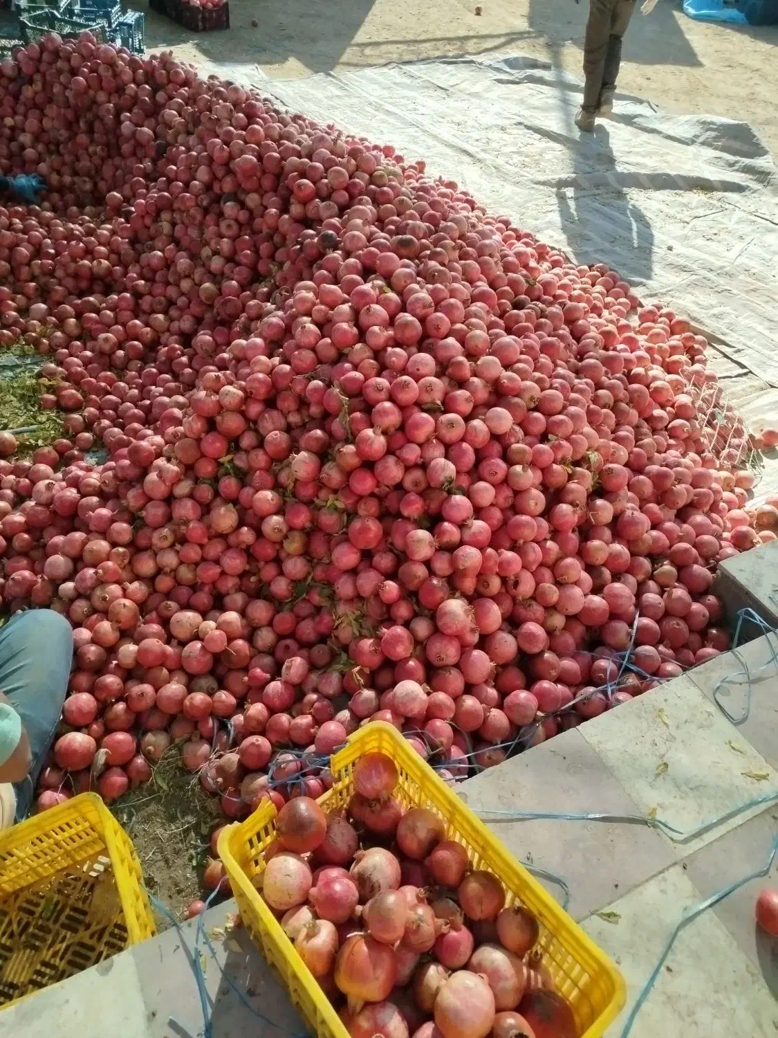 انار|خوردنی و آشامیدنی|حنا, |دیوار