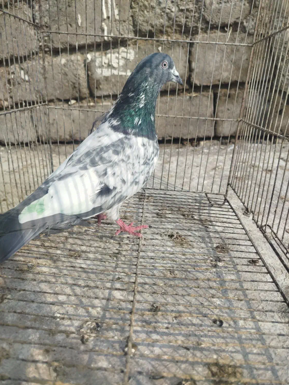 پاکستانی|پرنده|بیستون, |دیوار