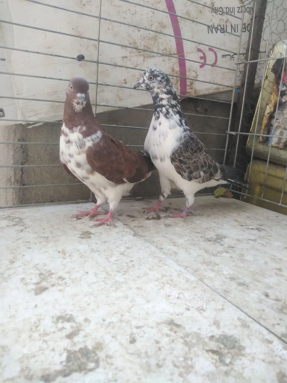 کفتر|پرنده|اردکان, |دیوار