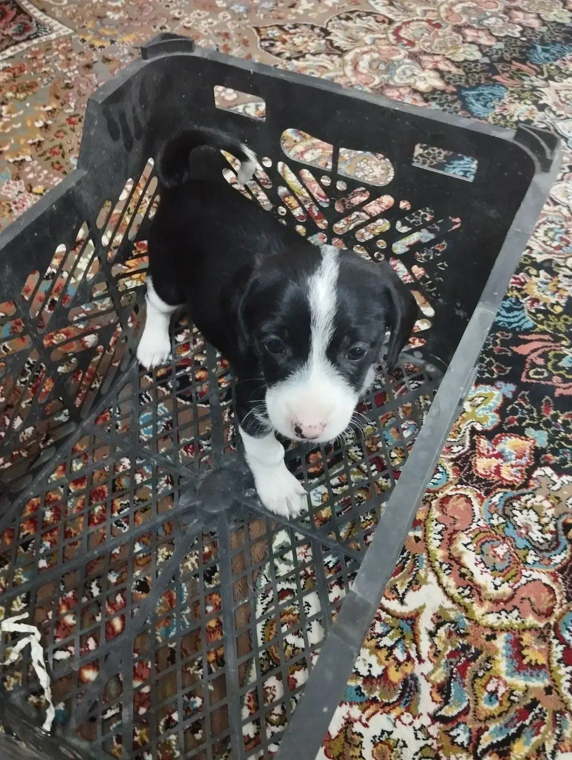 سگ پاکوتاه|سگ|یزد, |دیوار