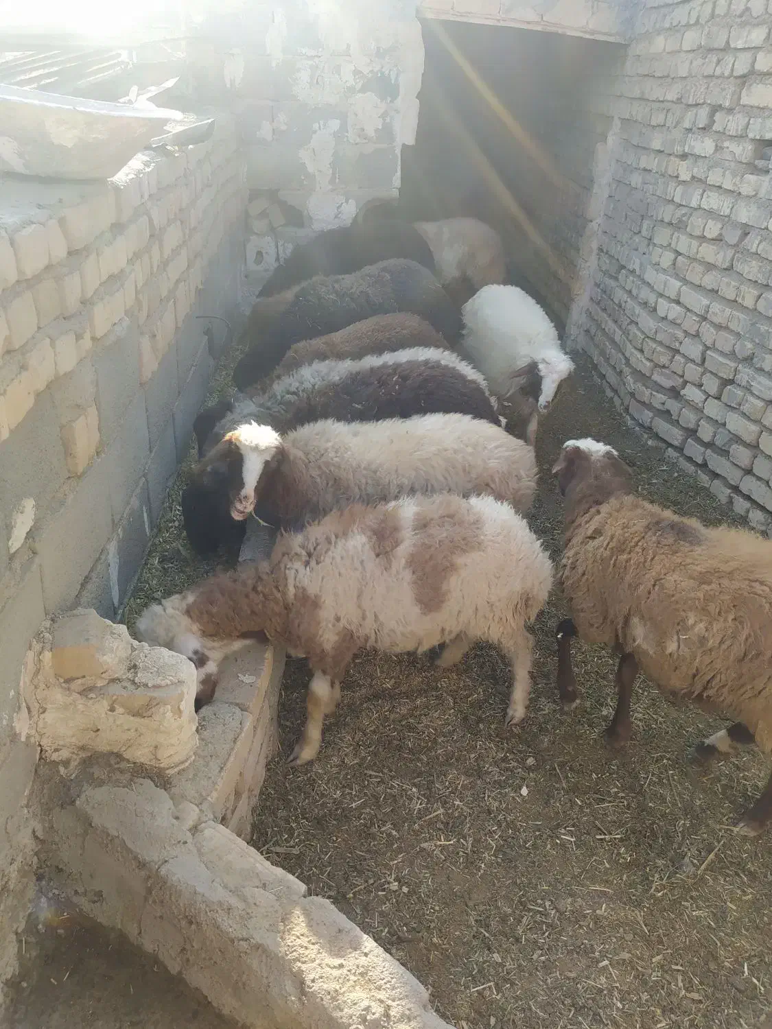 گوسفند|حیوانات مزرعه|جوادآباد, |دیوار