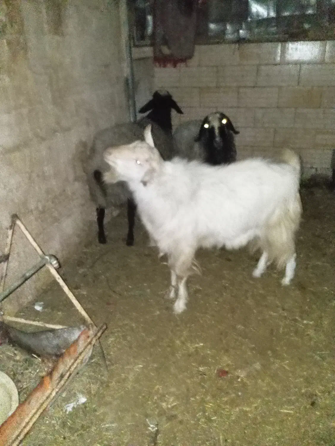 چپش|حیوانات مزرعه|یزد, |دیوار