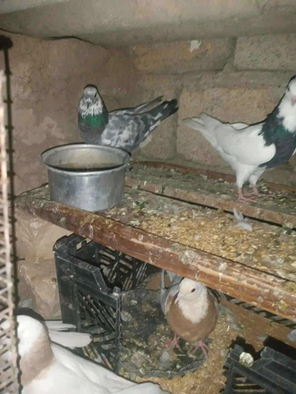 دو عدد کبوتر تهرانی|پرنده|اسلام آباد, |دیوار