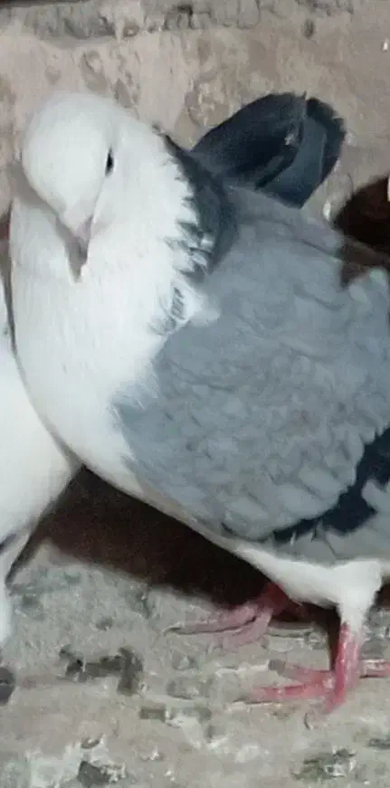 200|پرنده|خوشاب, |دیوار