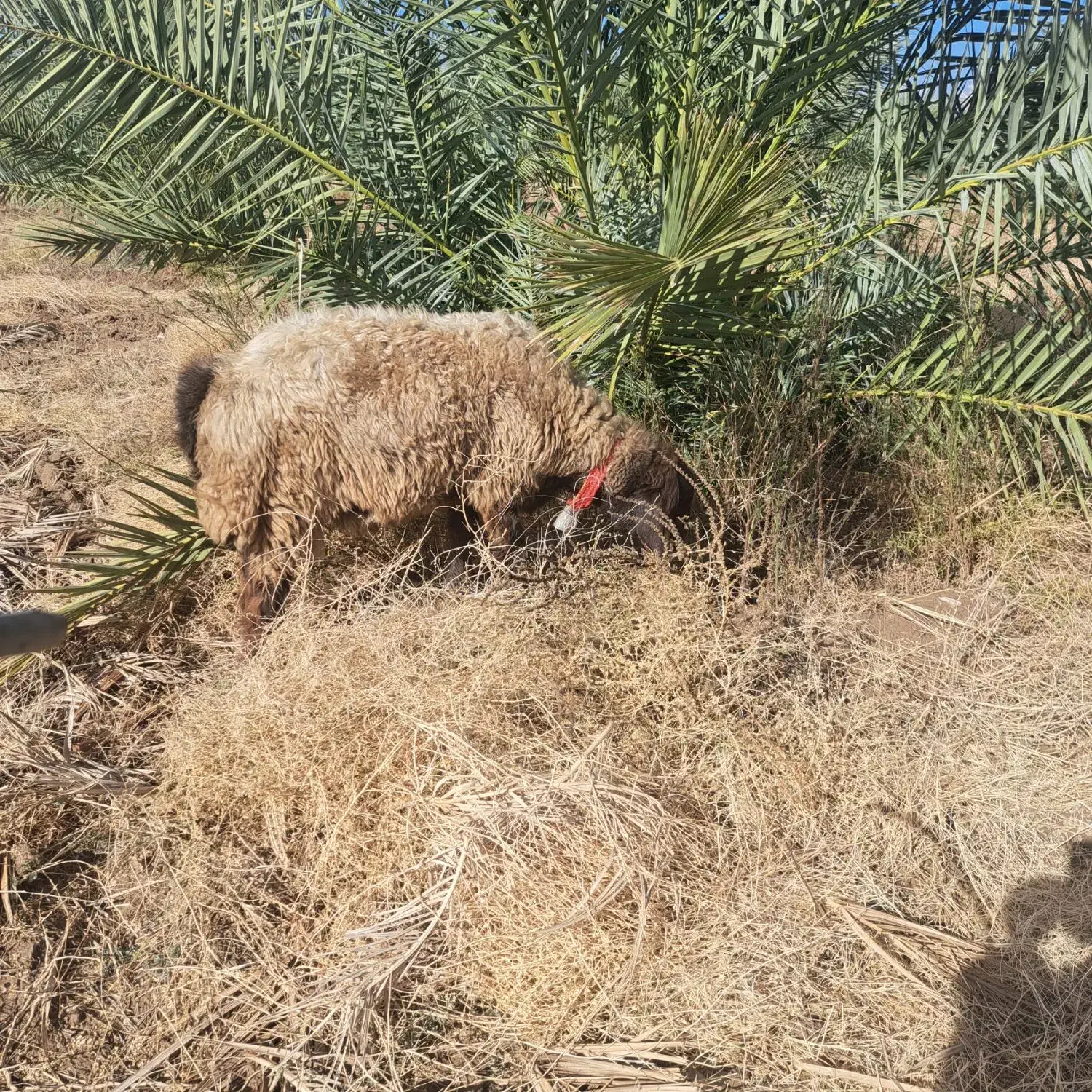 بره قوچی دجه یک|حیوانات مزرعه|فراشبند, |دیوار