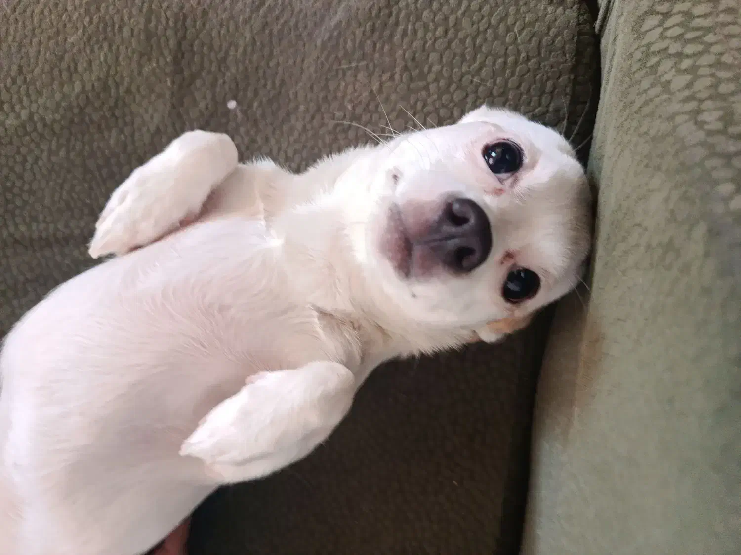 سگ شیواوا|سگ|تبریز, |دیوار