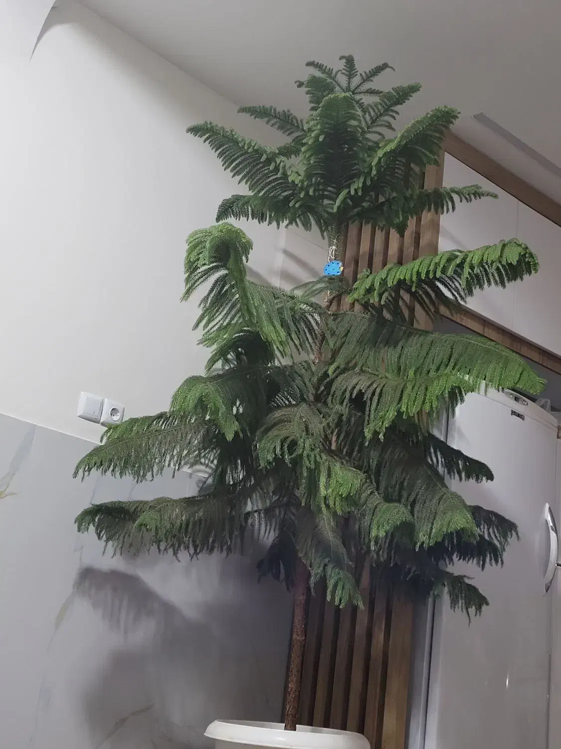 گل مطبق|گل و گیاه طبیعی|سامان, |دیوار