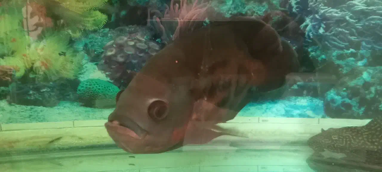 ماهی و لجن خوار|ماهی|یزد, |دیوار