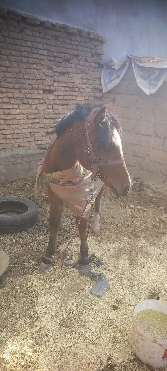 یک عدد کره|اسب و تجهیزات اسبسواری|فارسان, |دیوار