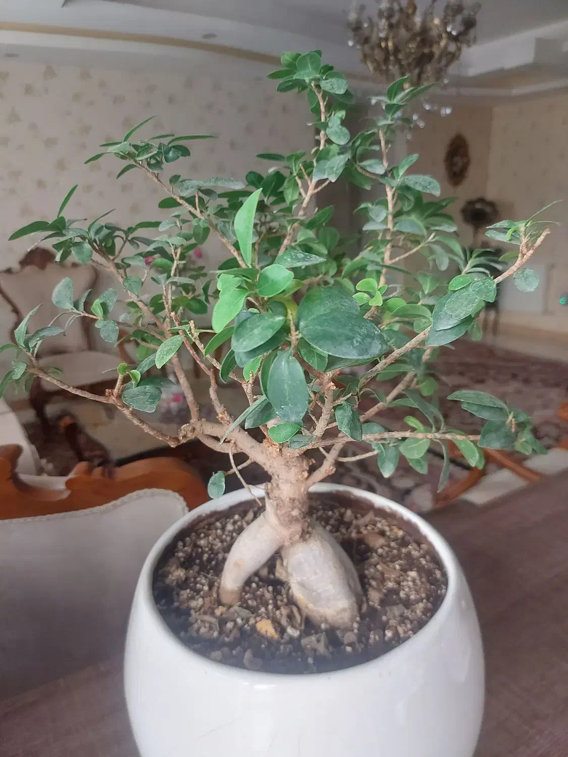 گل بنسای|گل و گیاه طبیعی|اندیشه, اندیشه فاز ۵|دیوار