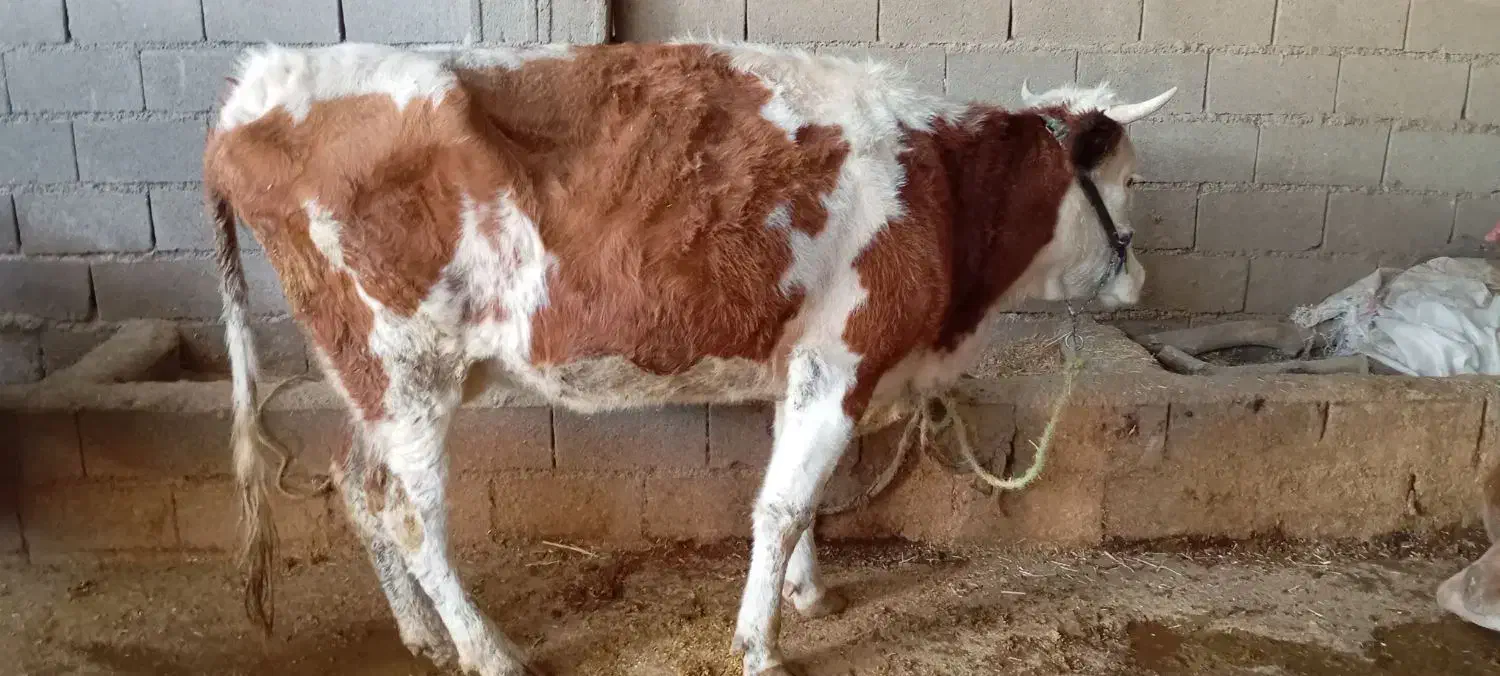 دوتا گاو سمینتال شیری|حیوانات مزرعه|اهواز, شهرک نفت|دیوار