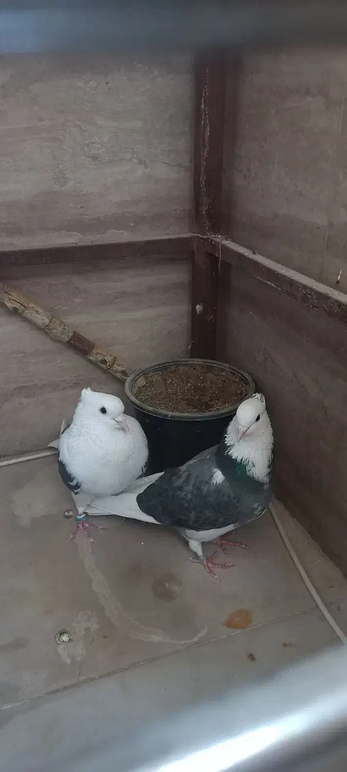 کفتر  پشتدار غریب برج|پرنده|کرج, شهرک اوج|دیوار