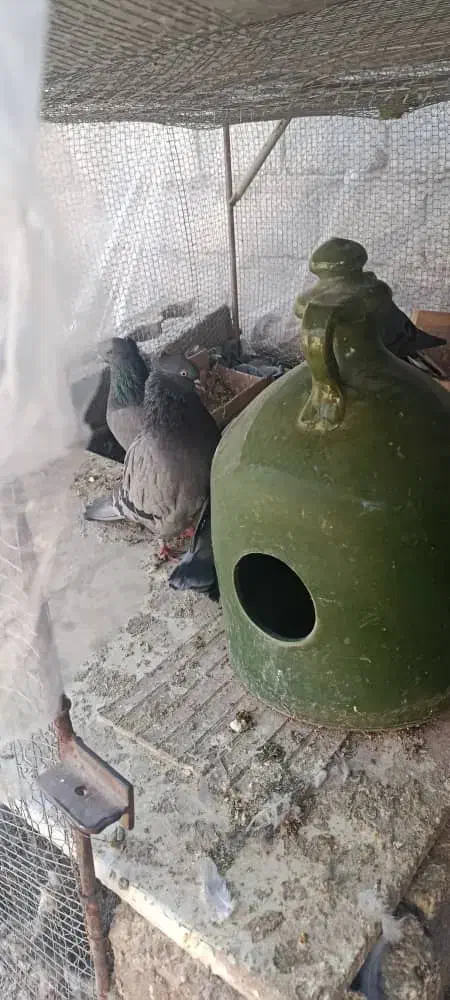 کبوتر اصفهانی یا همان برجی|پرنده|عسگران, |دیوار