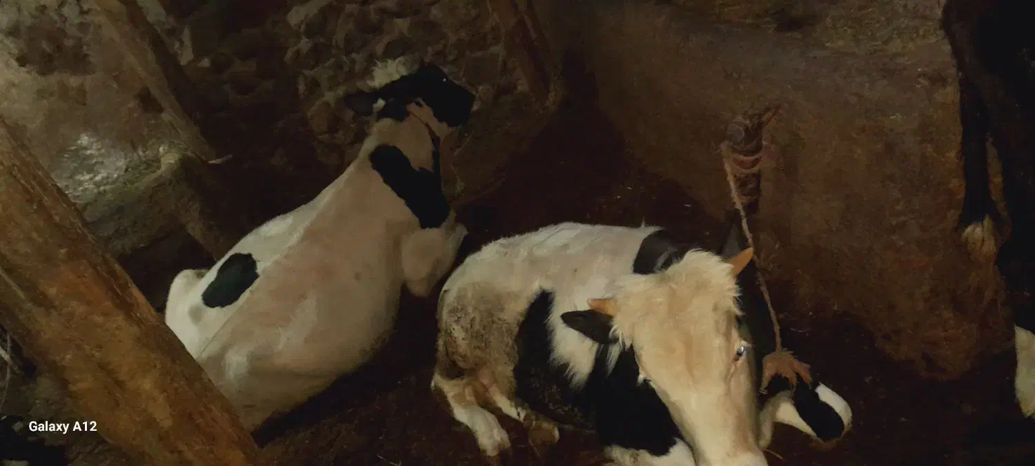 گاونر|حیوانات مزرعه|هیر, |دیوار