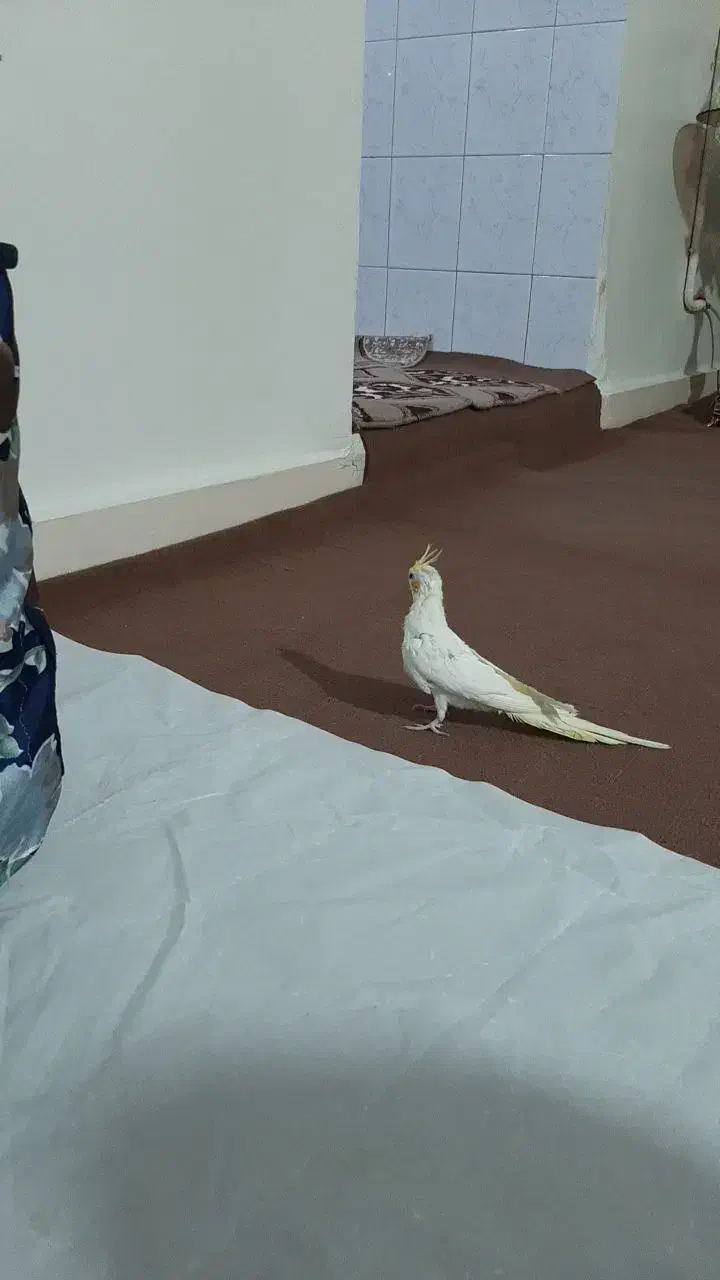 عروس هلندی نر|پرنده|نسیم‌شهر, |دیوار