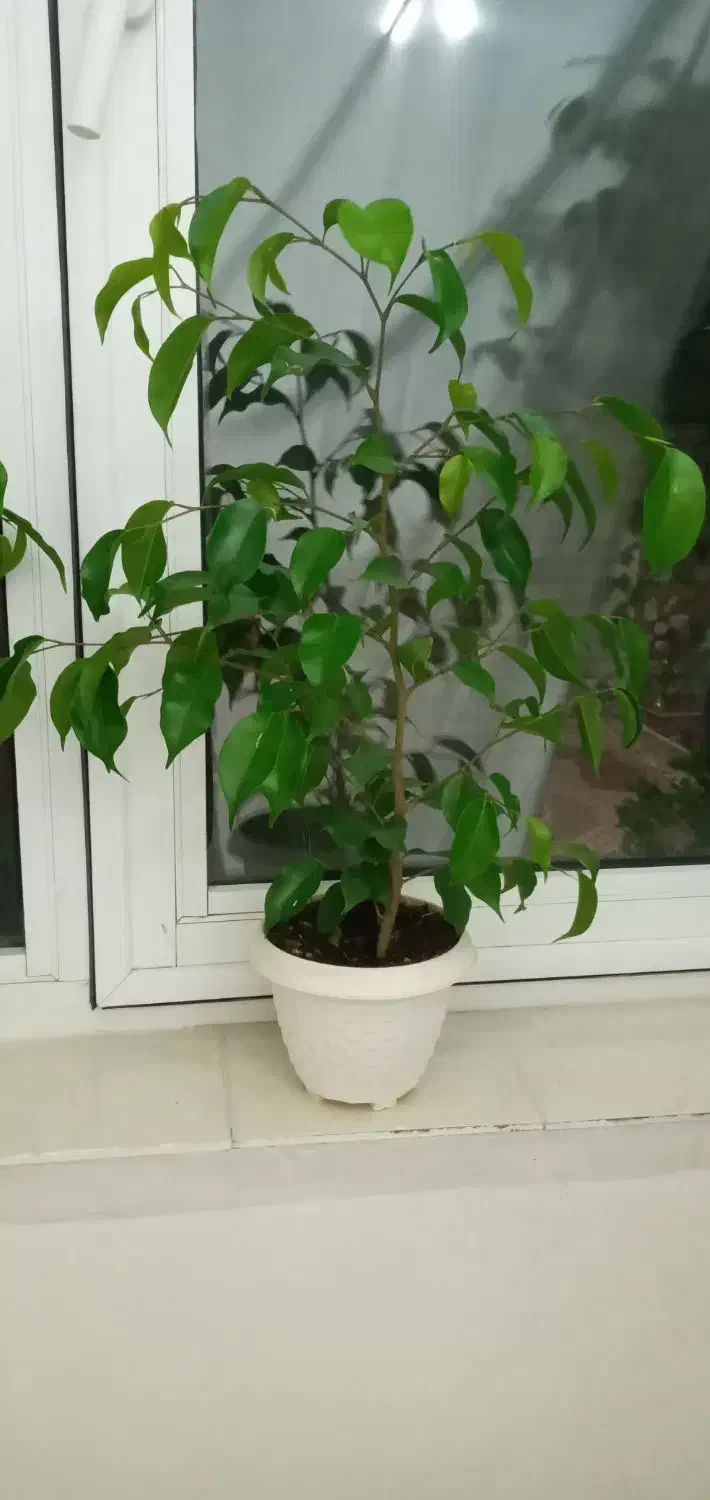 گل طبیعی|گل و گیاه طبیعی|اهر, |دیوار