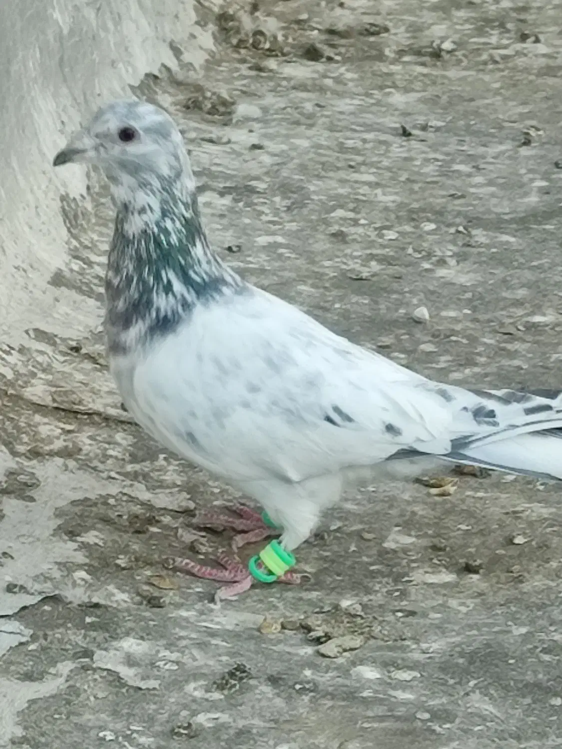 هفترنگ|پرنده|کاشمر, |دیوار