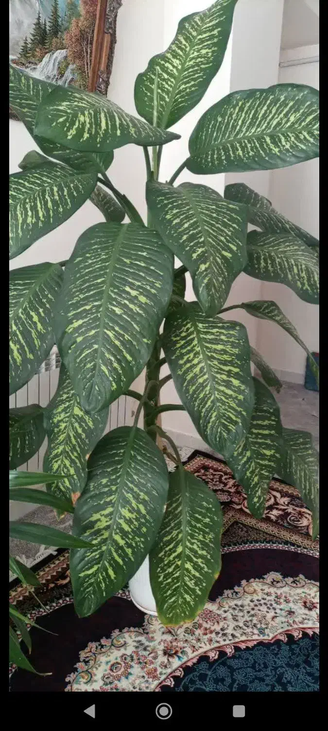 گل طبیعی|گل و گیاه طبیعی|بروجرد, |دیوار