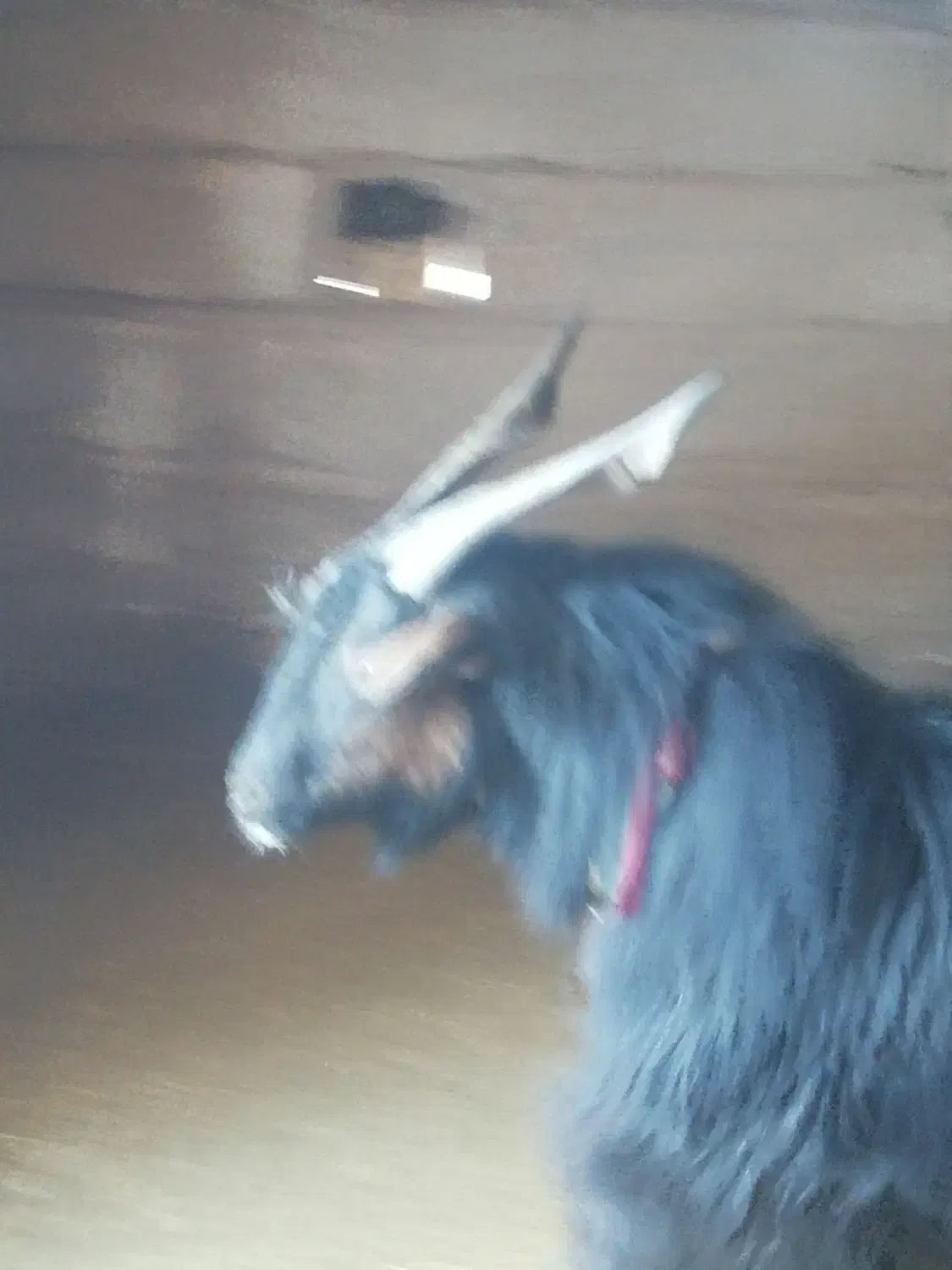 چبش نر|حیوانات مزرعه|حنا, |دیوار