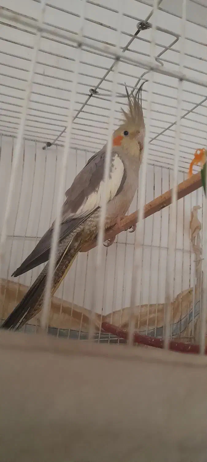 عروس هلندی|پرنده|چناران, |دیوار