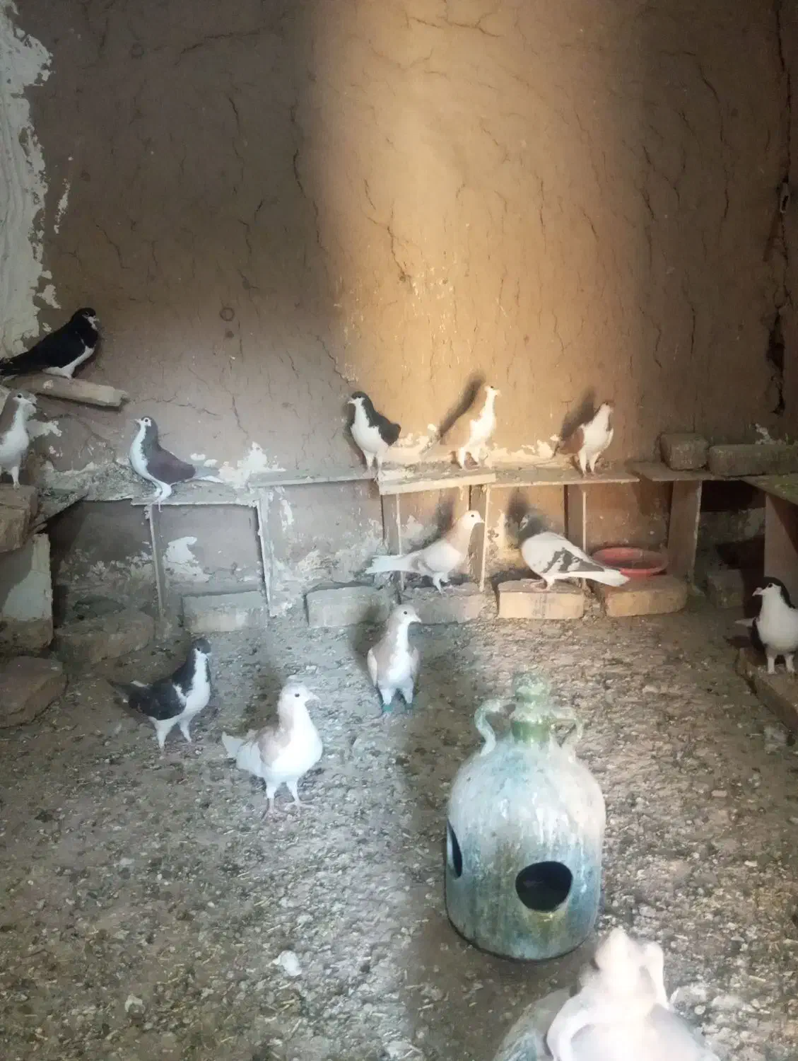 کبوتر رنگی|پرنده|ضیاء آباد, |دیوار