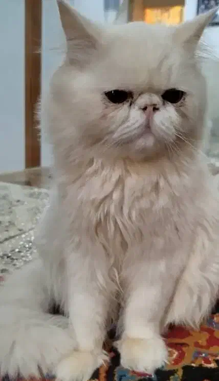 پرشین سفید فلت فیس|گربه|کرمان, |دیوار