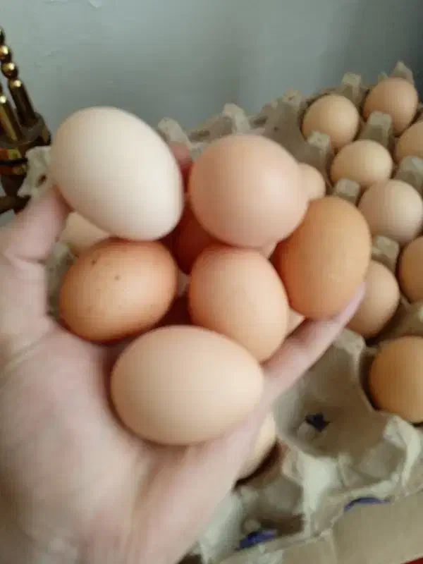 تخم مرغ محلی|خوردنی و آشامیدنی|آوج, |دیوار