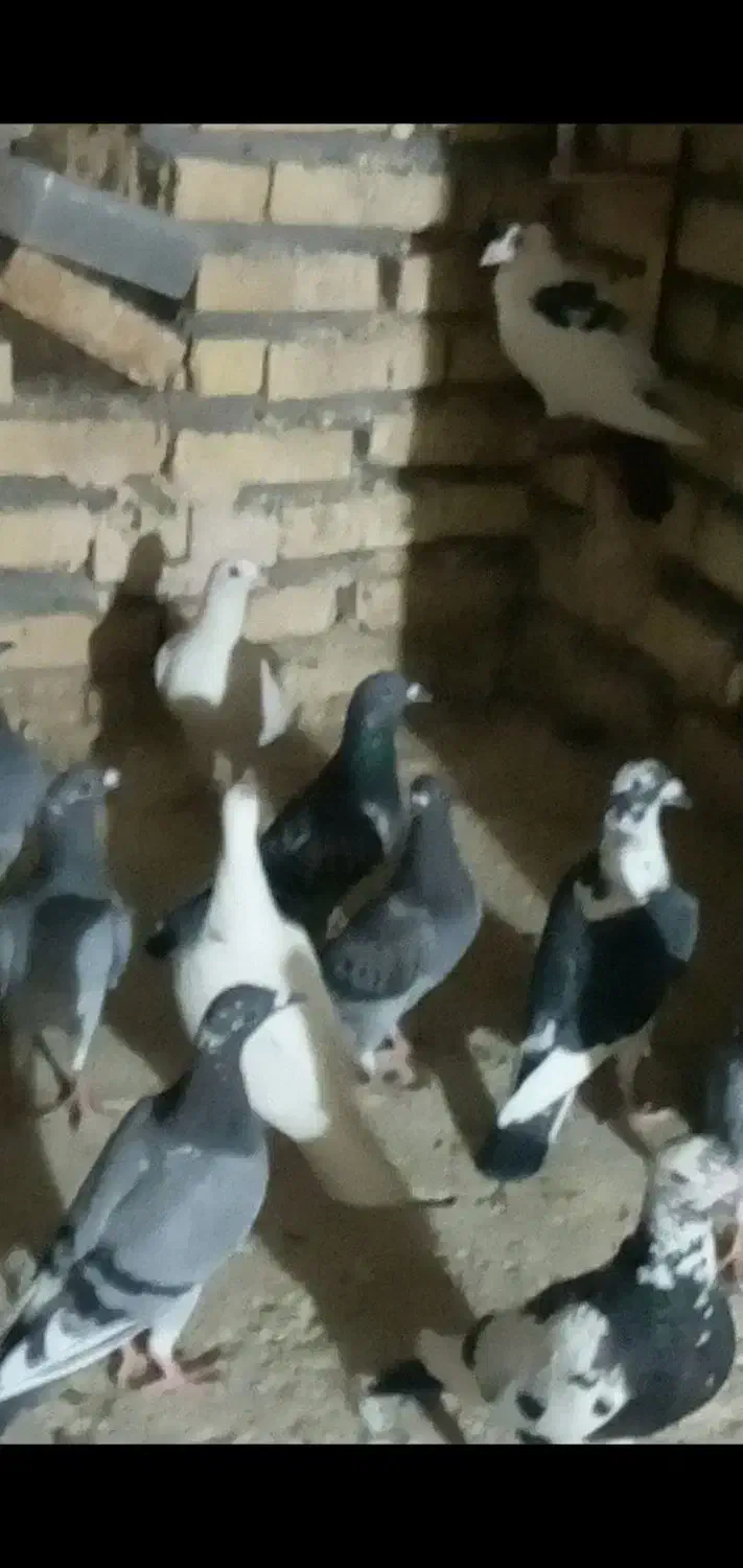 کفتربوم زدوخوردی کفترچاشنی بازی دانه۴۰۰|پرنده|گلمکان, |دیوار