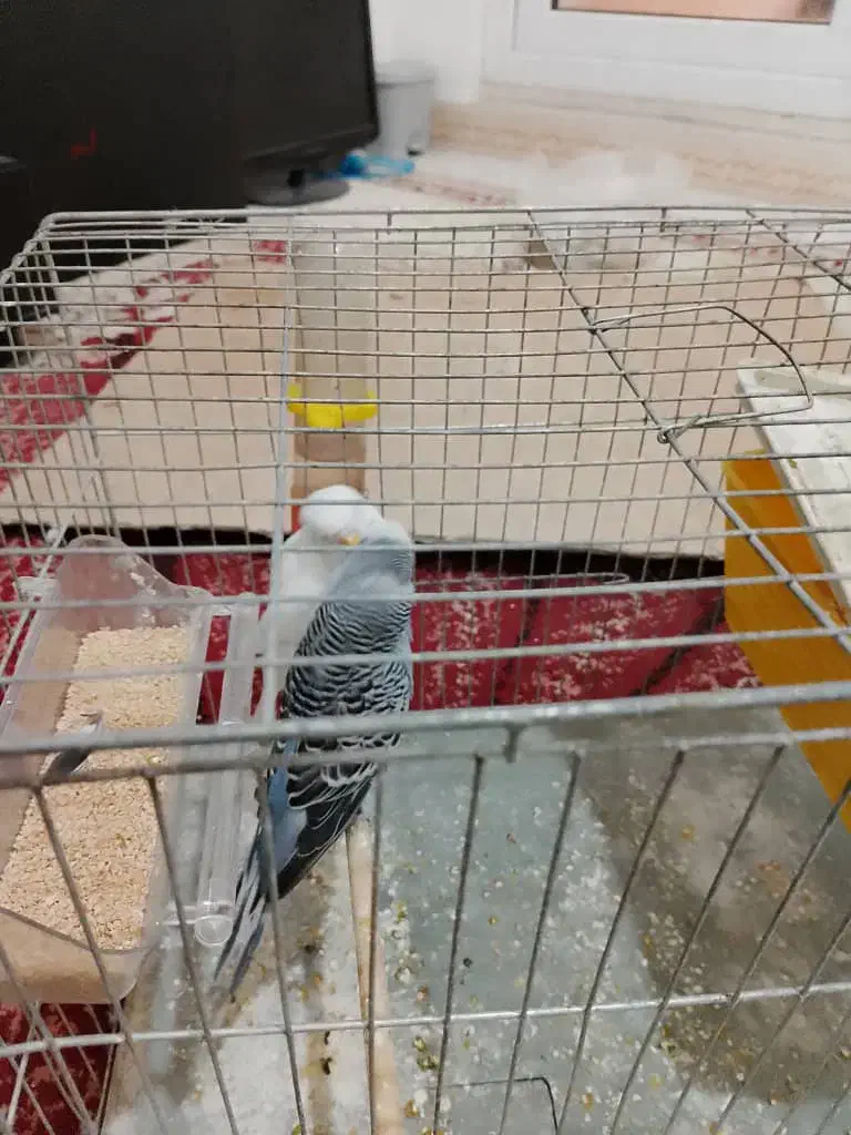 مرغ عشق|پرنده|نسیم‌شهر, |دیوار