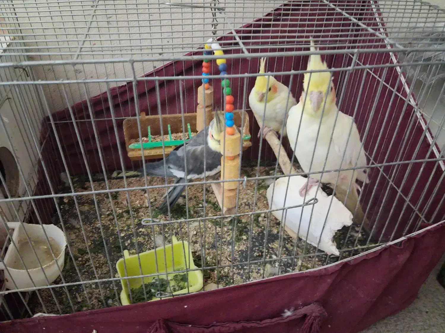 عروس هلندی|پرنده|فارسان, |دیوار