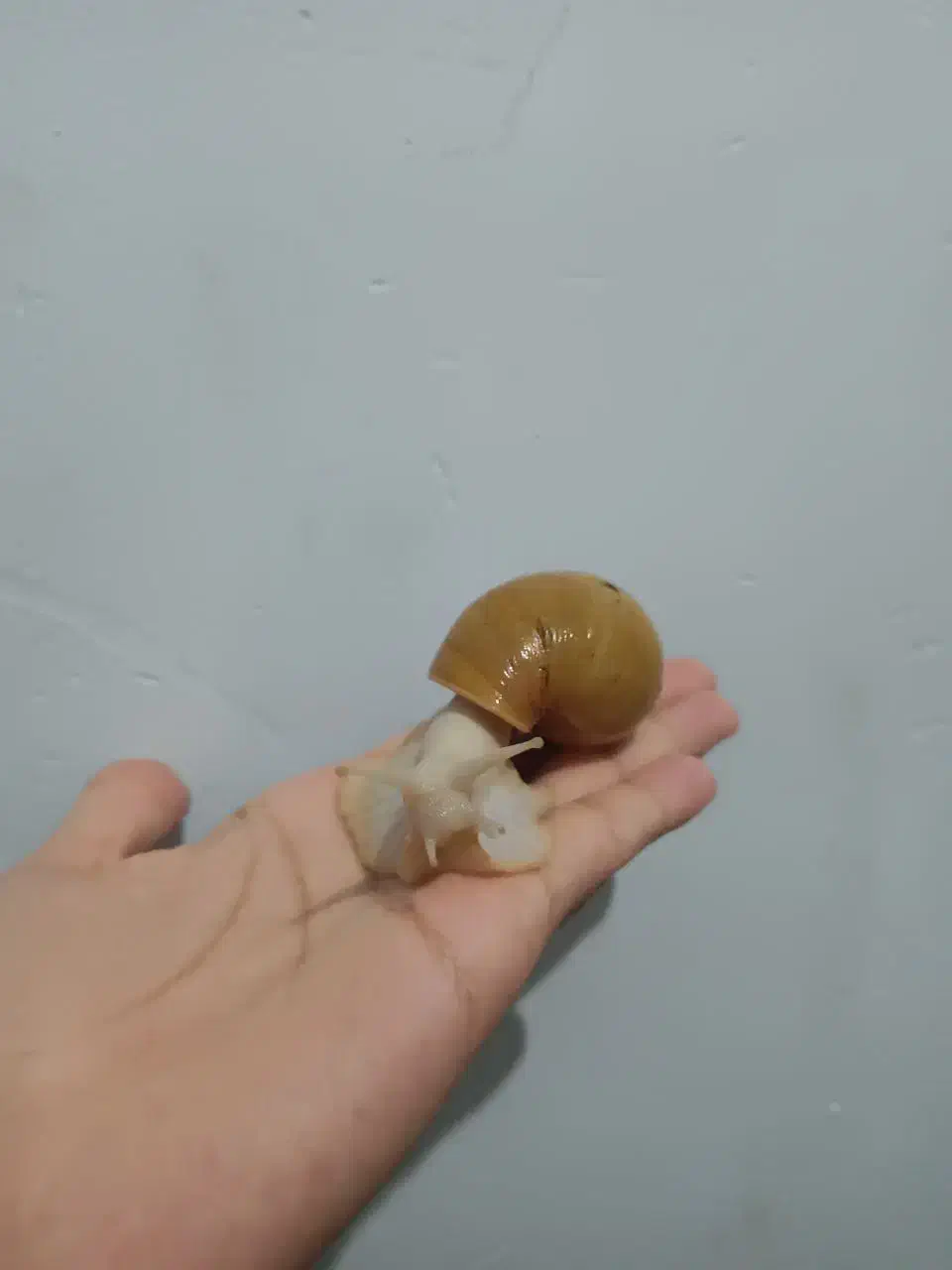 شغل دوم بی دردسر ، پاکسازی پوست ، حیوان خانگی|حیوانات مزرعه|آبیک, |دیوار