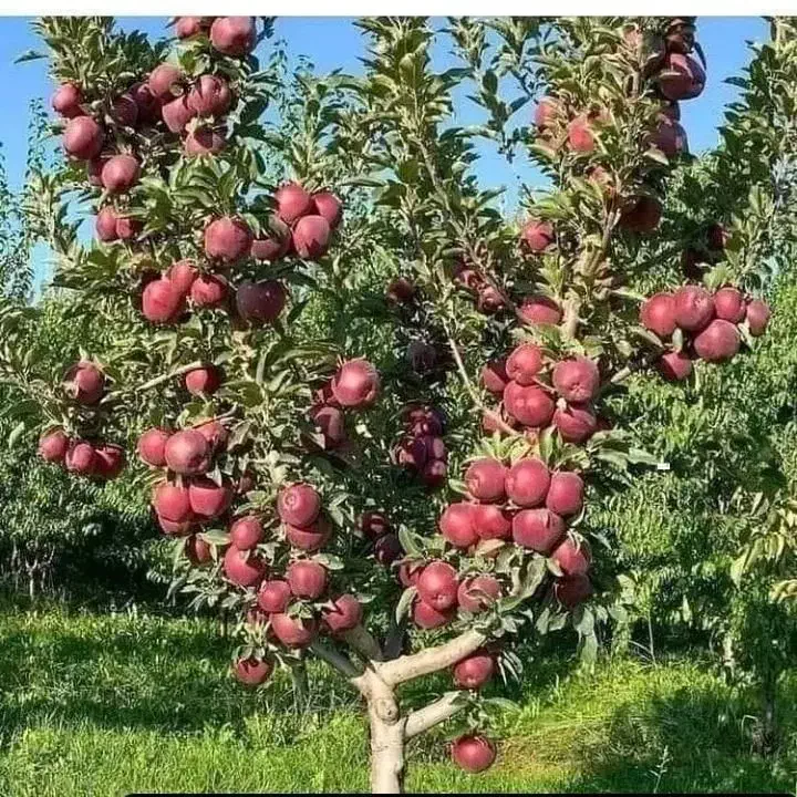 فروش نهال اصلاح شده مناسب مناطق سردسیر|خدمات باغبانی و درختکاری|سنندج, |دیوار