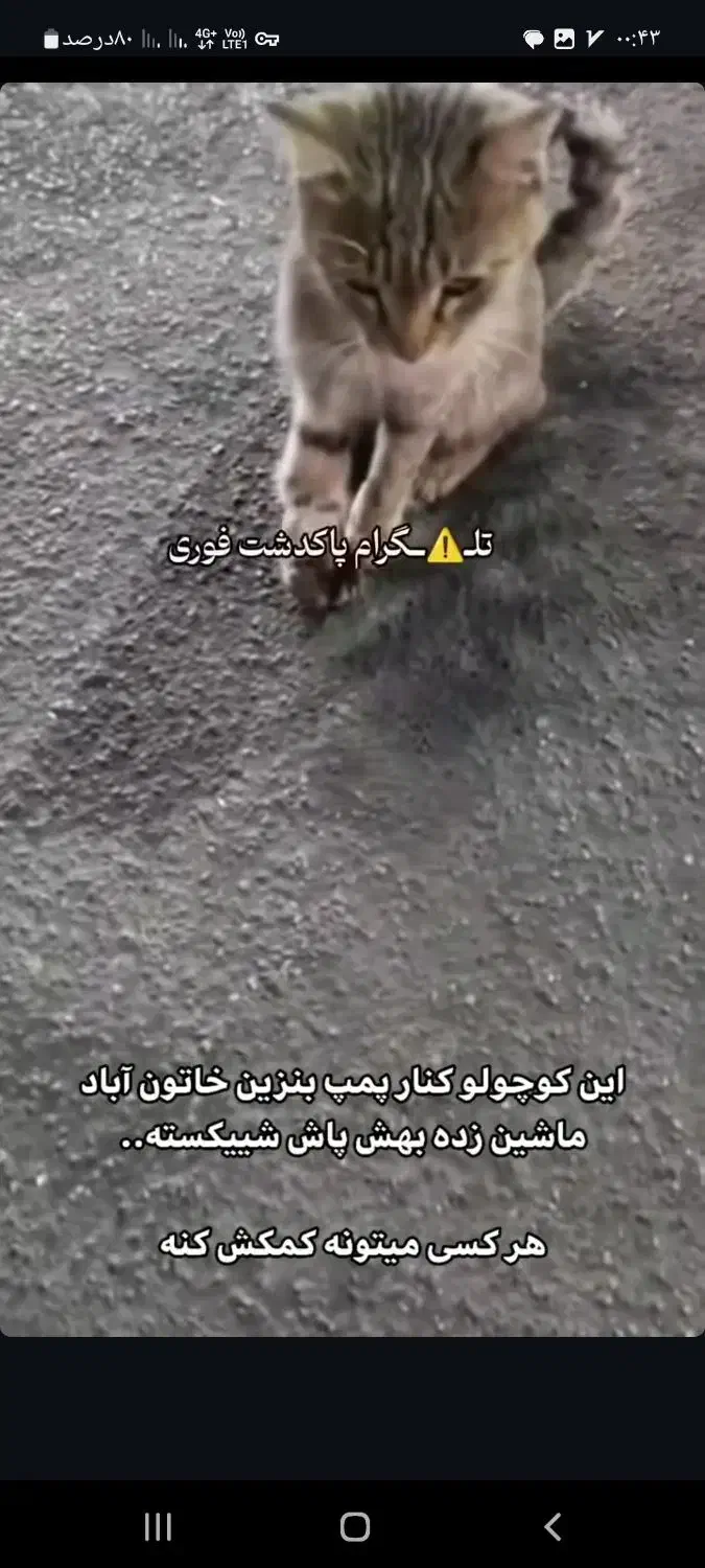 واگزاری گربه|گربه|پاکدشت, خاتون آباد|دیوار