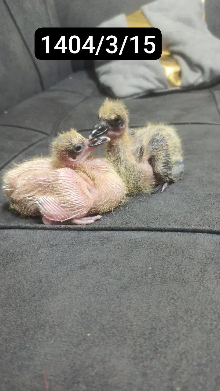 قبول کبوتر حراج|حراج|آستانه اشرفیه, |دیوار