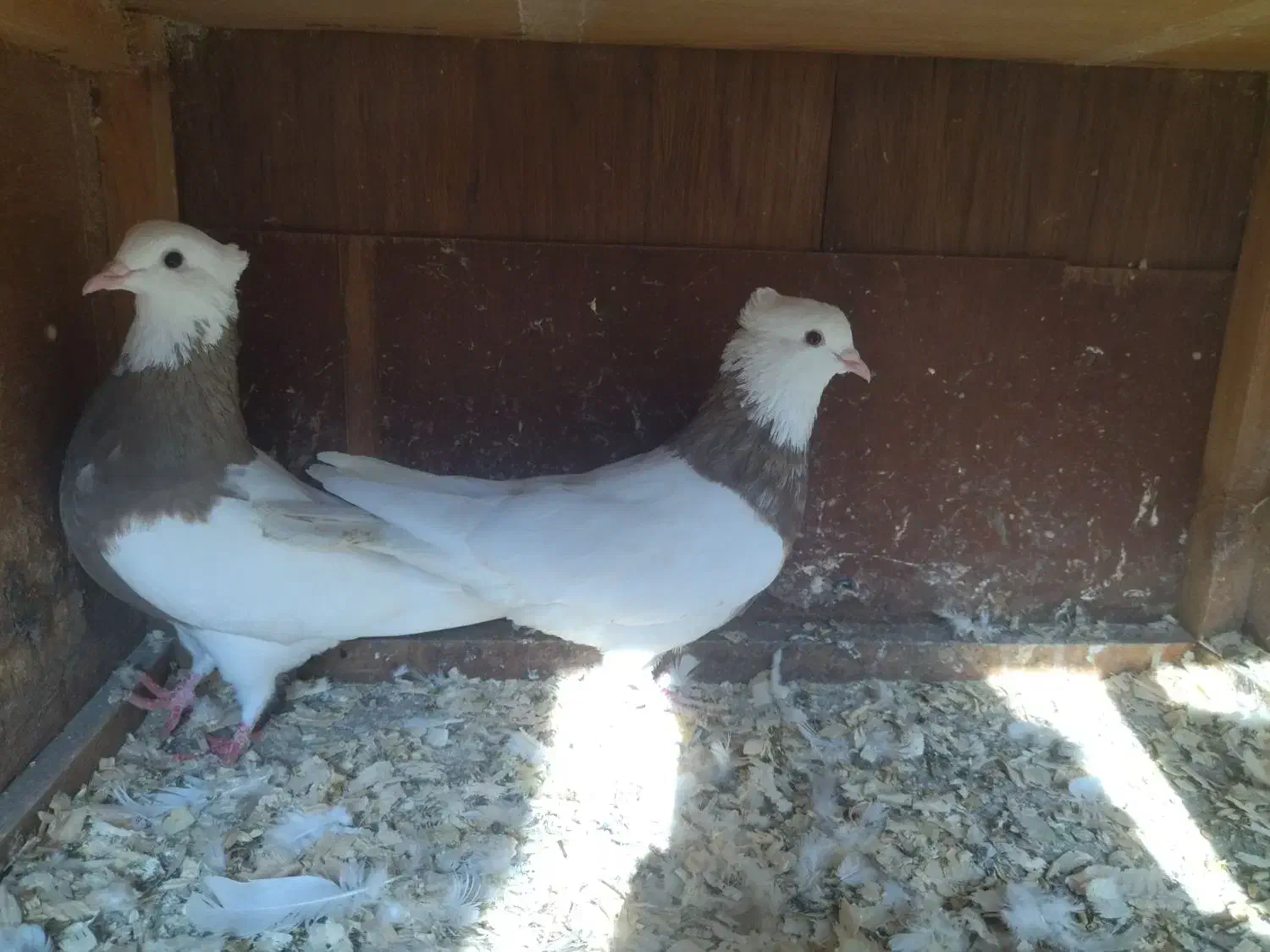 فروش کبوتر طوقی|پرنده|لاهیجان, کوی زمانی|دیوار