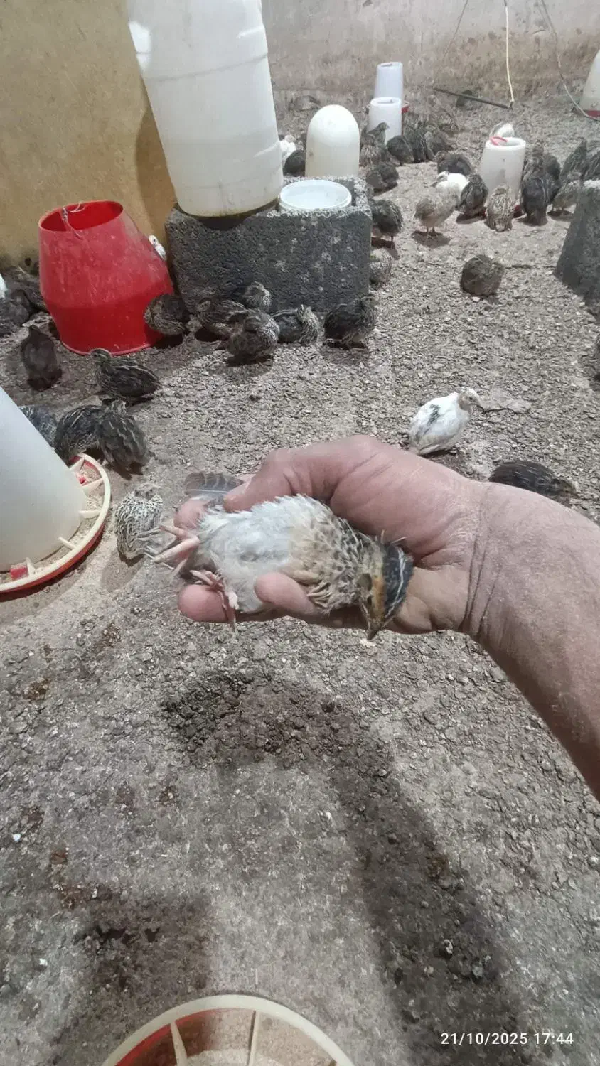 بلدرچین بالغ و جوجه بلدرچین|حیوانات مزرعه|مشهد, کلاکوب|دیوار