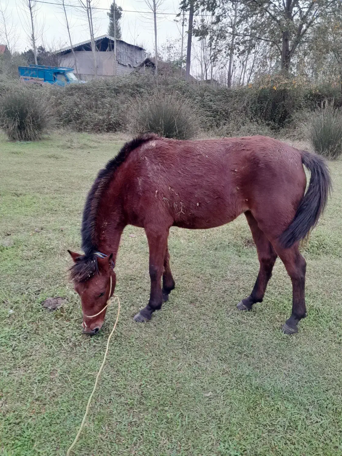 مادیان کره شکم پر|حیوانات مزرعه|لشت نشا, |دیوار