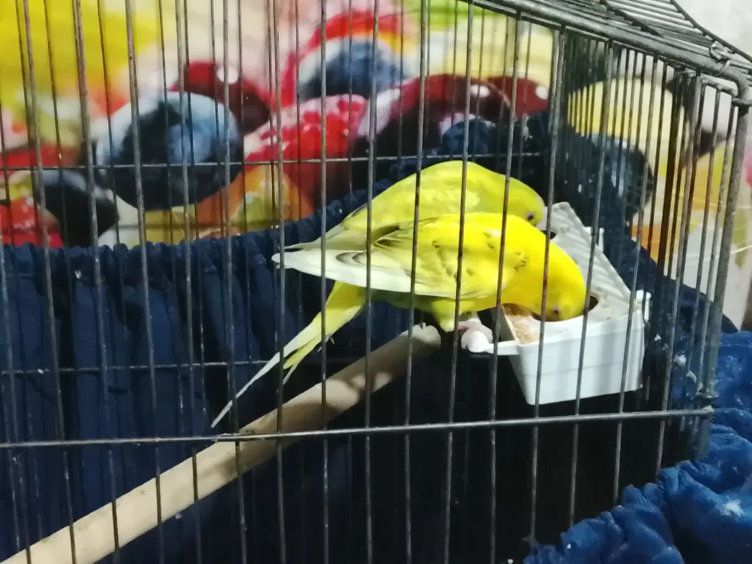 پرنده مرغ عشق نر|پرنده|پاکدشت, پاکدشت (مامازند)|دیوار