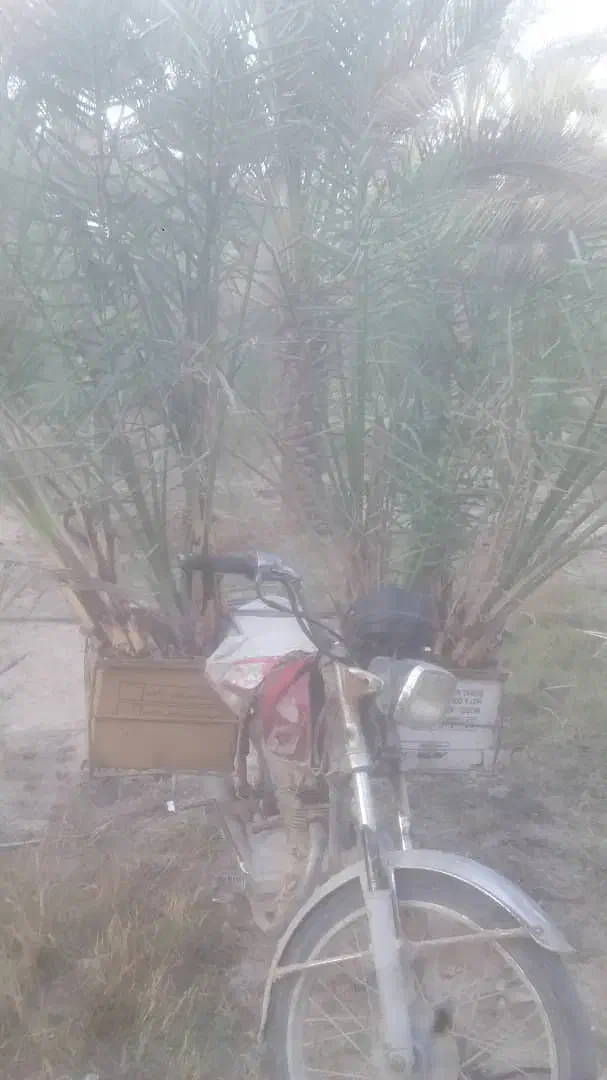 پاجوش نخل|گل و گیاه طبیعی|اهرم, |دیوار