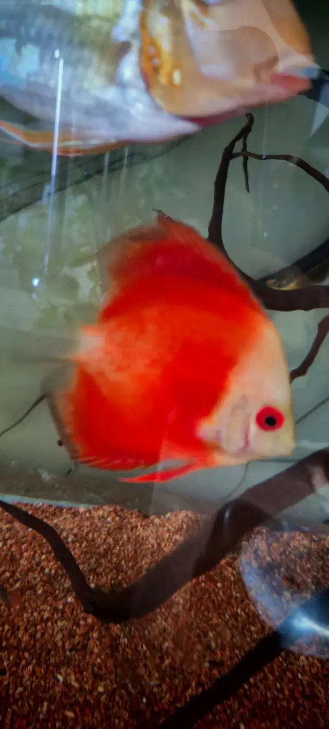 دیسکس|ماهی|زاهدان, |دیوار