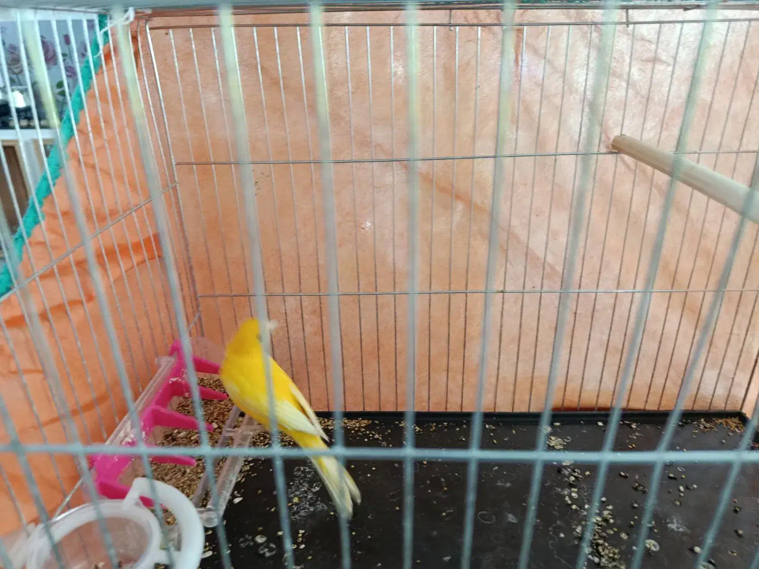 قناری|پرنده|زرند, |دیوار