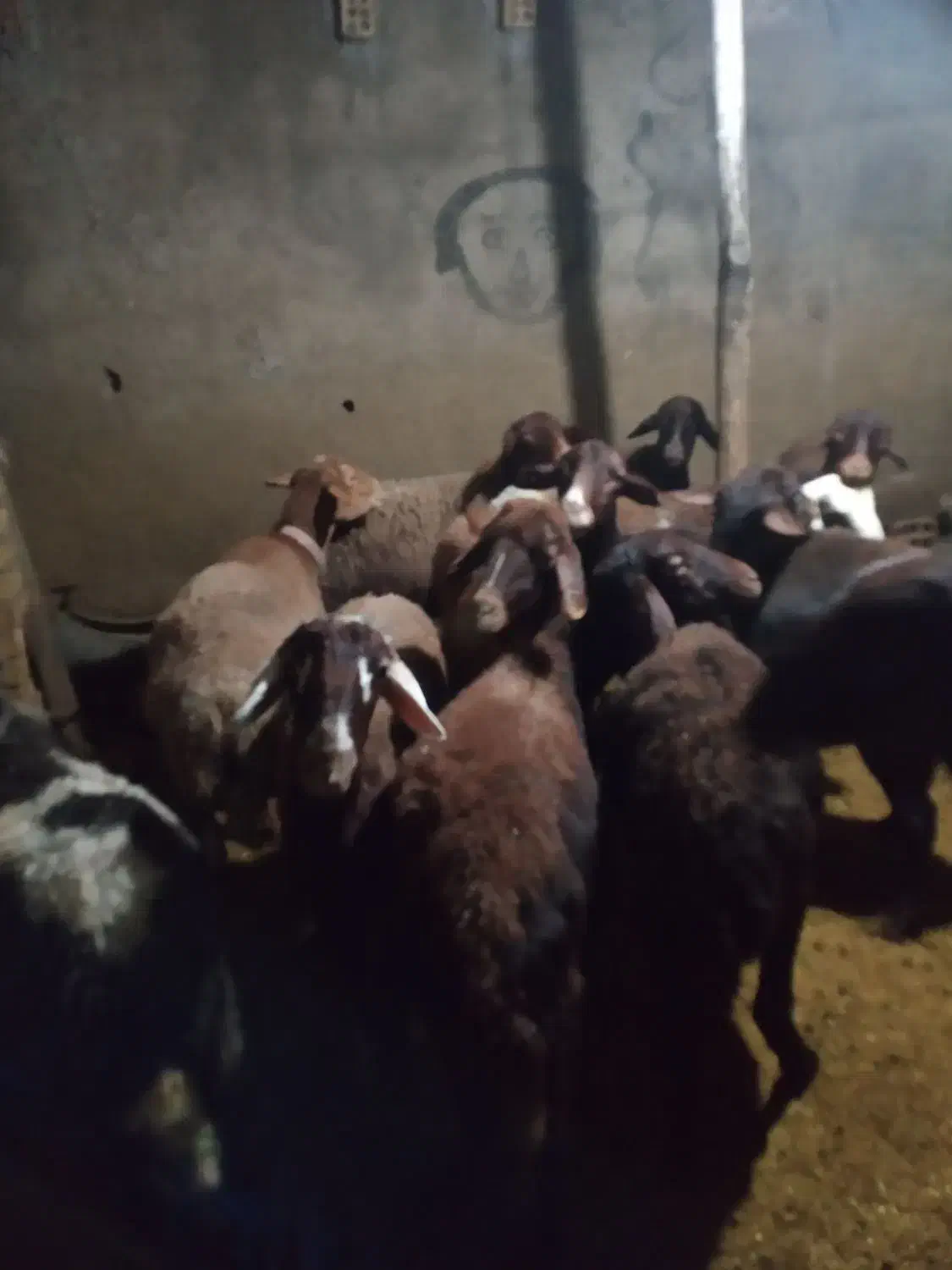 گوسفند|حیوانات مزرعه|رامیان, |دیوار