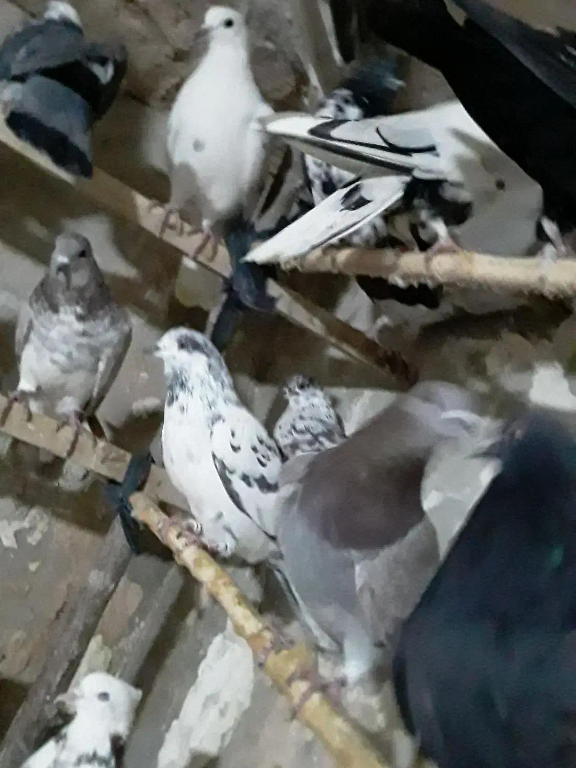 حدودا۳۰تا کفتر تهرانی ازاصفهان|پرنده|مشهد, شهید بصیر|دیوار