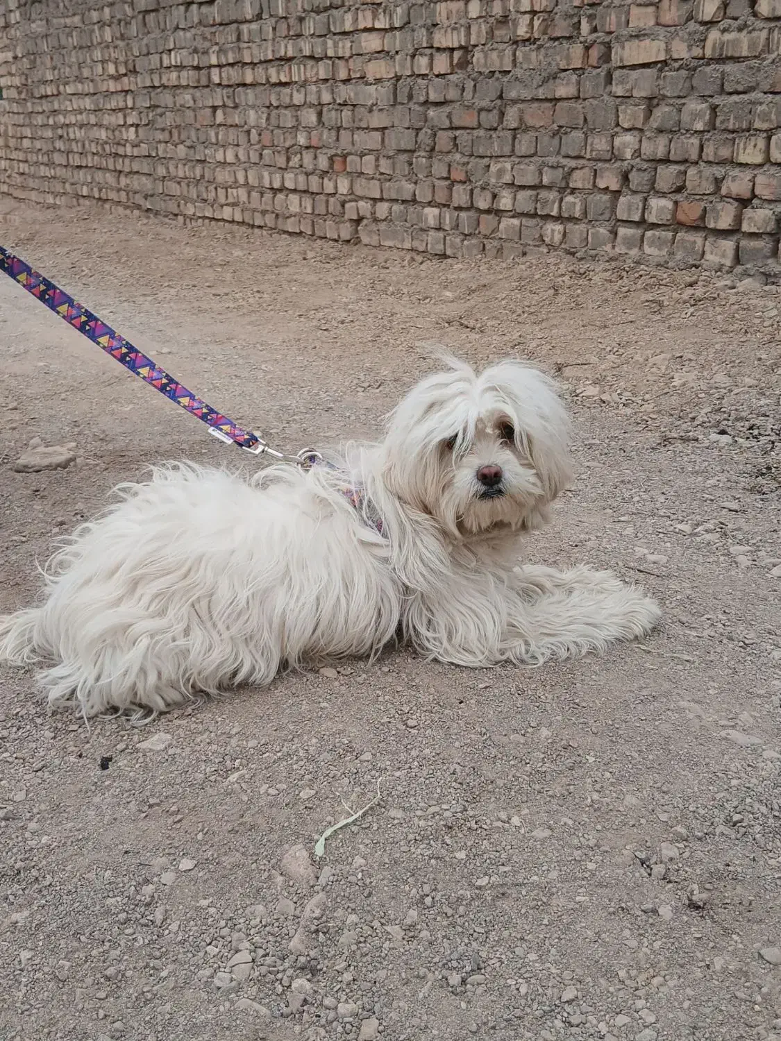 پاپی|سگ|ساوه, |دیوار