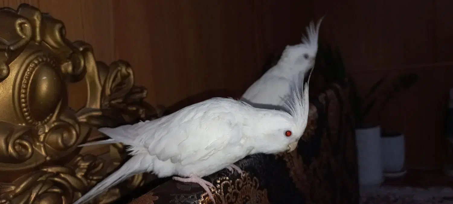 عروس هلندی|پرنده|اهواز, کمپلو شمالی|دیوار