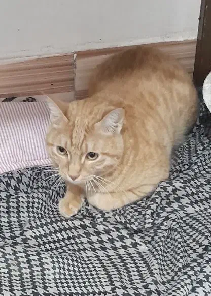 گربه خانگی|گربه|تربت جام, نظامی|دیوار