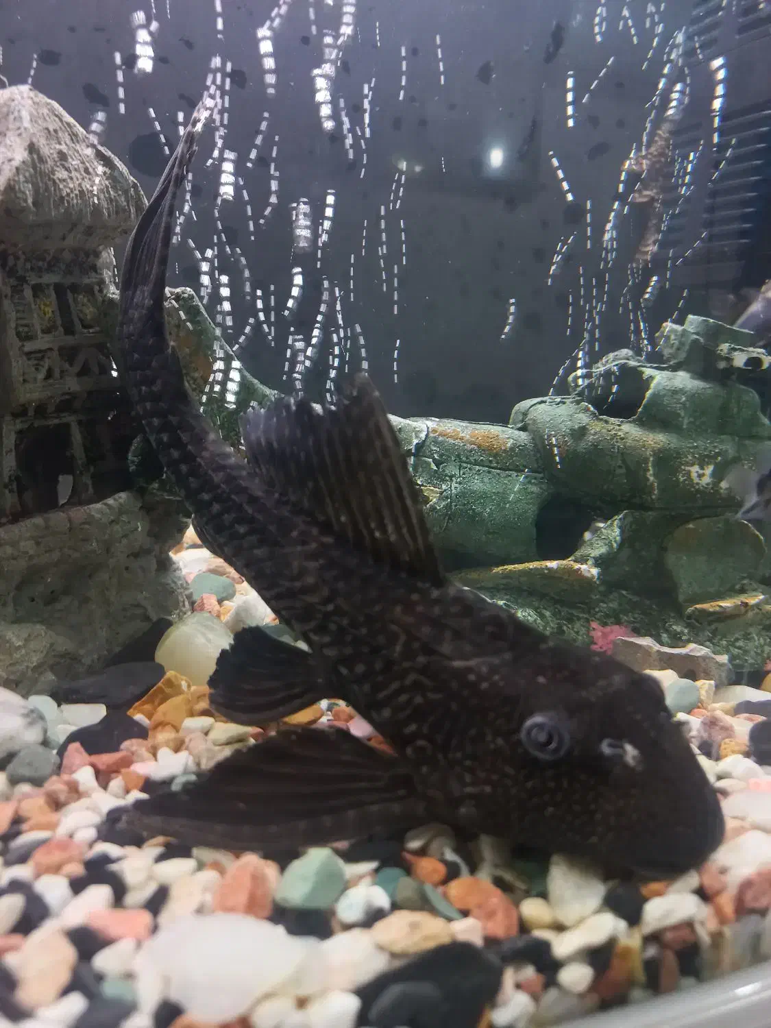 ماهی آکواریومی لجنخوار|ماهی|رشت, فرزانه|دیوار